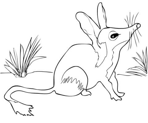 Australian Bilby Coloring Page